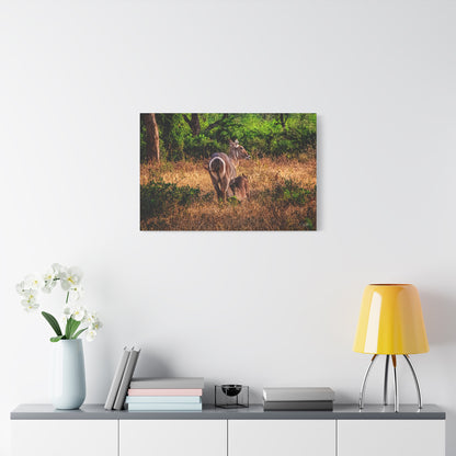 Waterbuck Nature Prints Matte Canvas