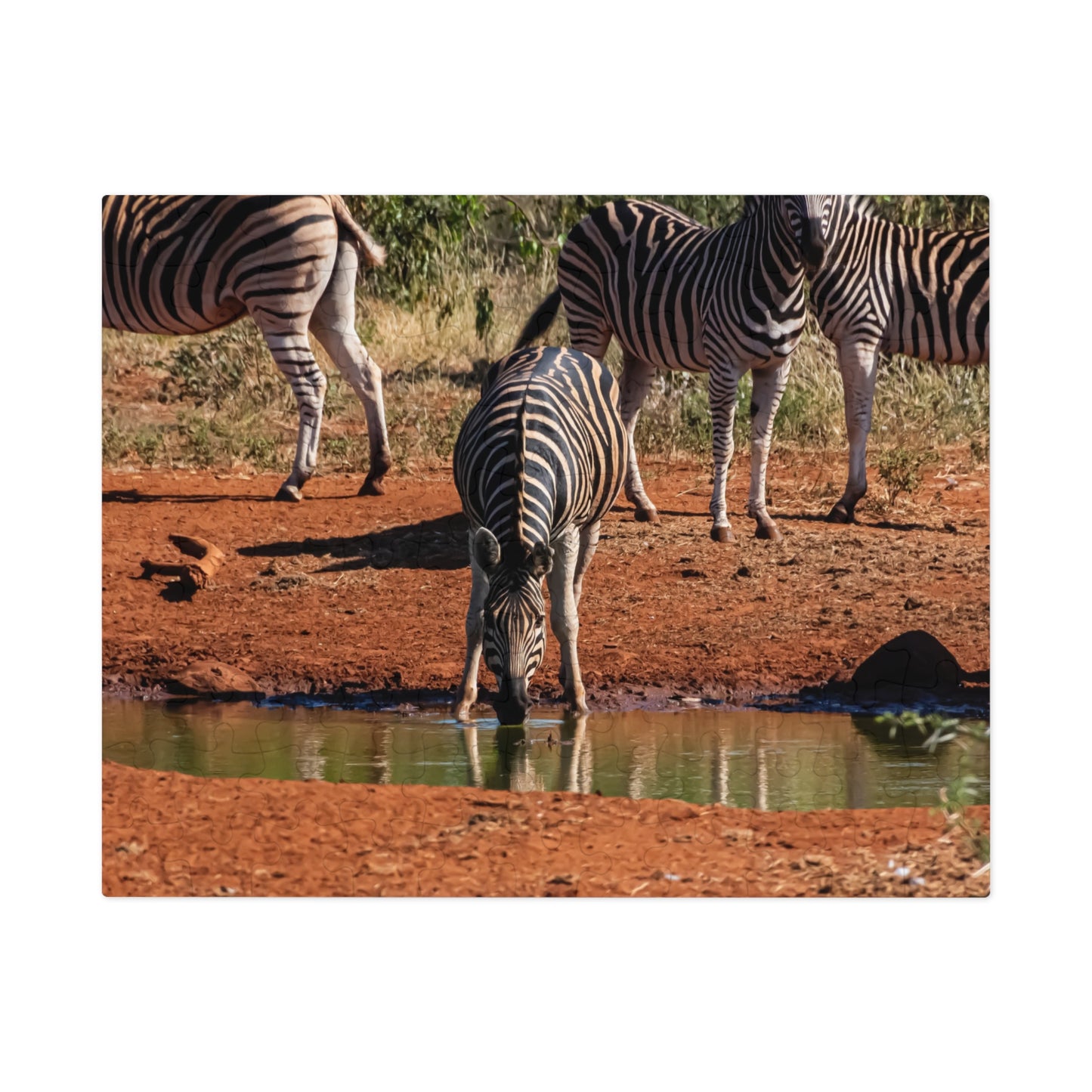 Jigsaw Puzzle (30, 110, 252, 500, 1000 Piece) - Zebra at Waterhole