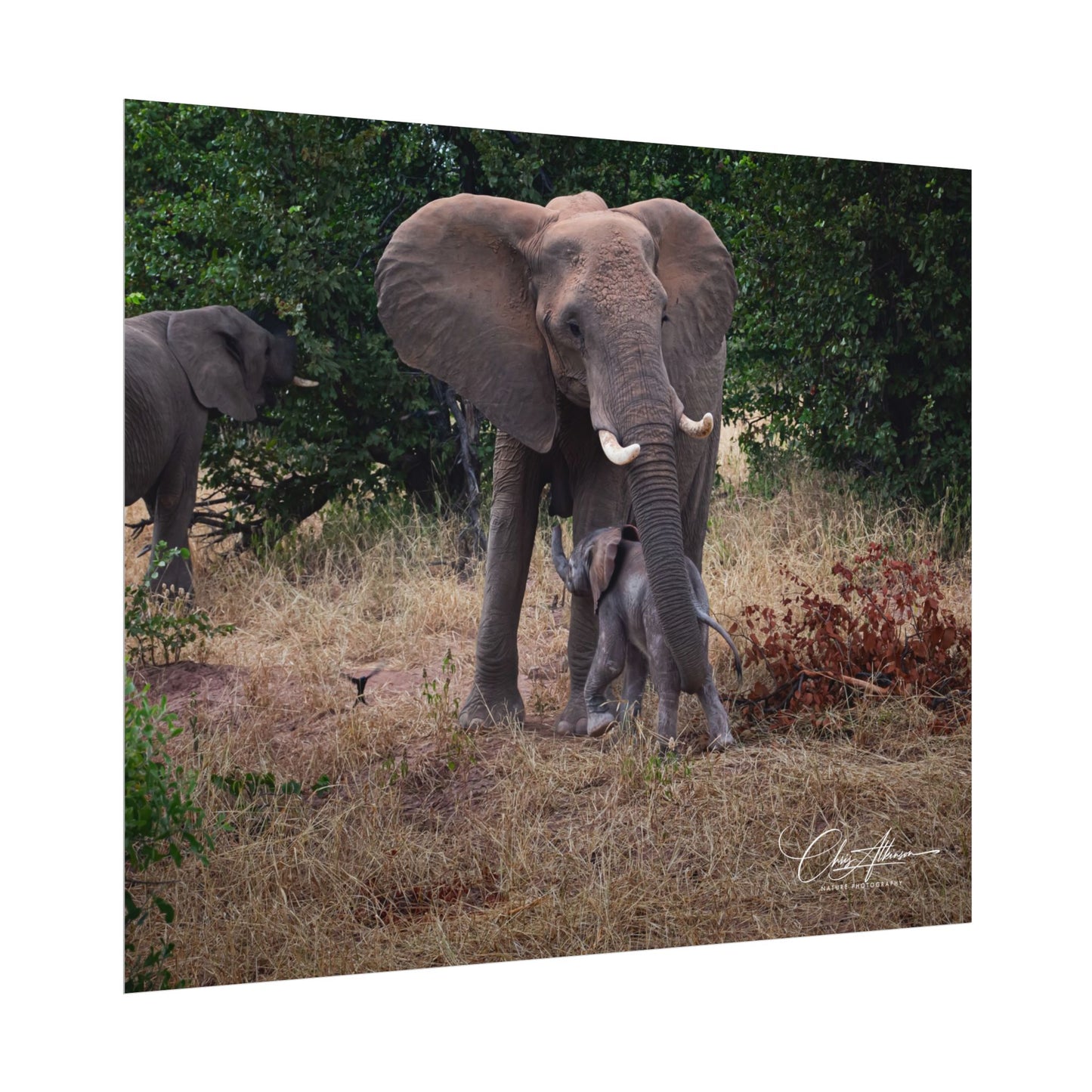 Rolled Posters - Elephant and Baby