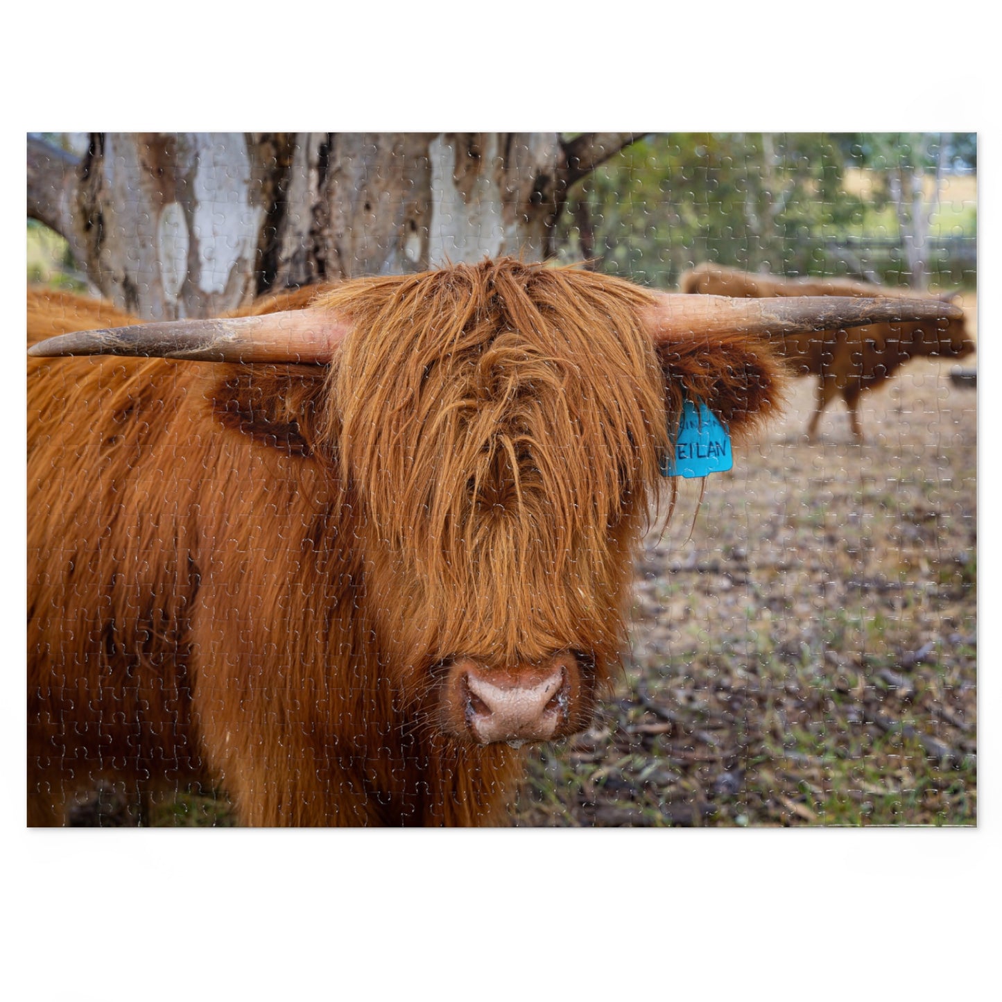 Scottish Highland Cattle Puzzle with Tin 21" × 15.5" (500 pcs)