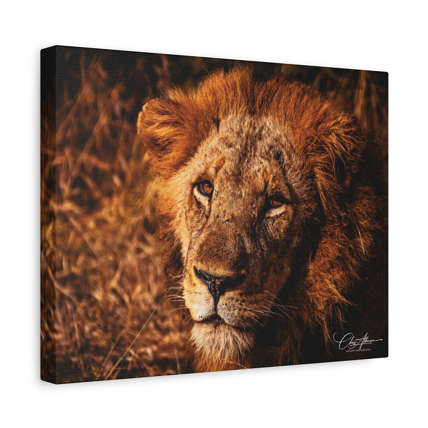 Old Lion Canvas Print