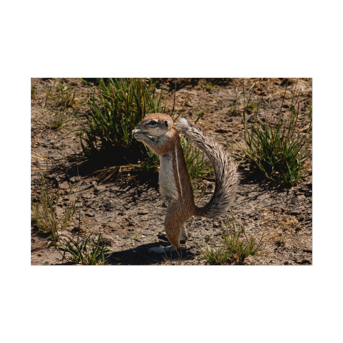 Rolled Posters - Ground Squirrel