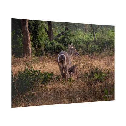 Rolled Posters - Waterbuck and Baby