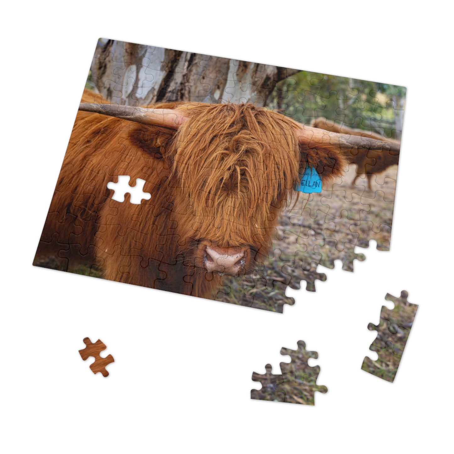 Scottish Highland Cattle Puzzle with Tin