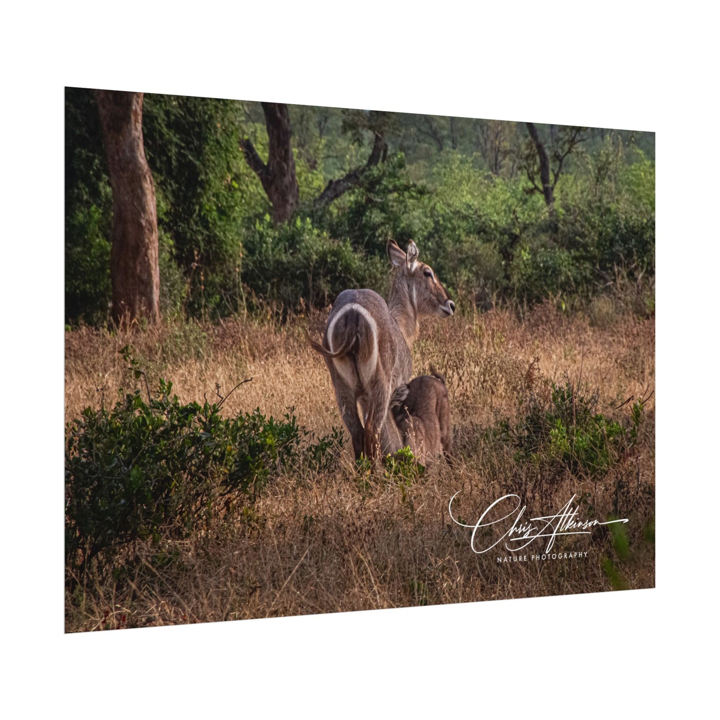 Rolled Posters - Waterbuck and Baby