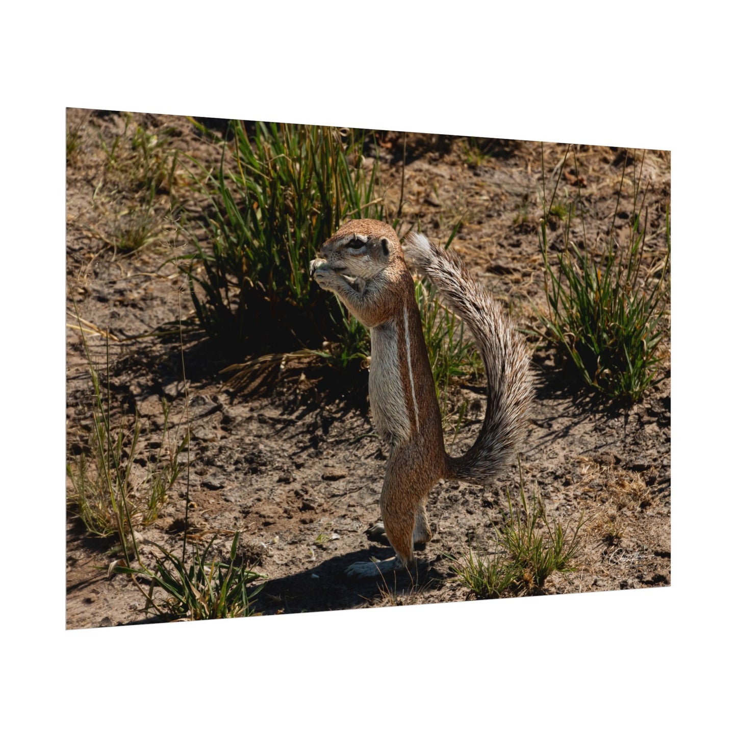 Rolled Posters - Ground Squirrel