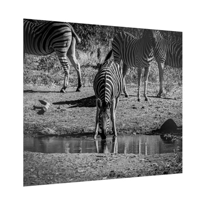 Rolled Posters - Zebra at Waterhole B&W