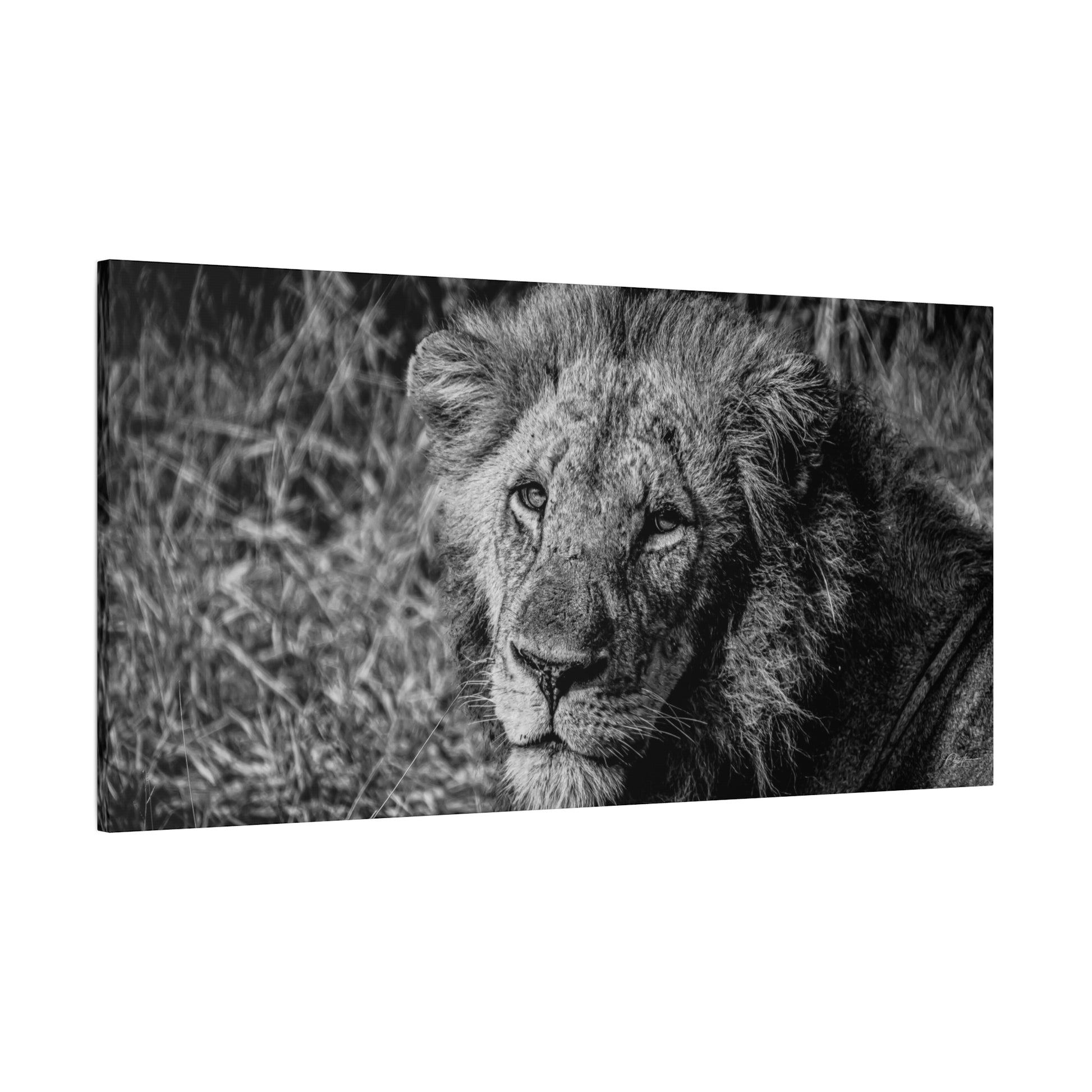 Old Lion Canvas Print B&W