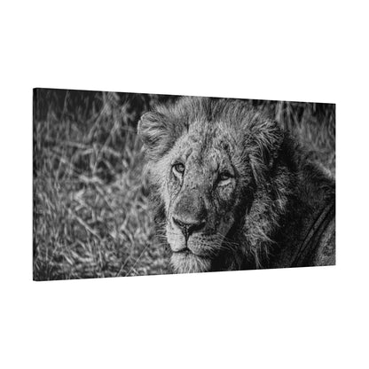 Old Lion Canvas Print B&W