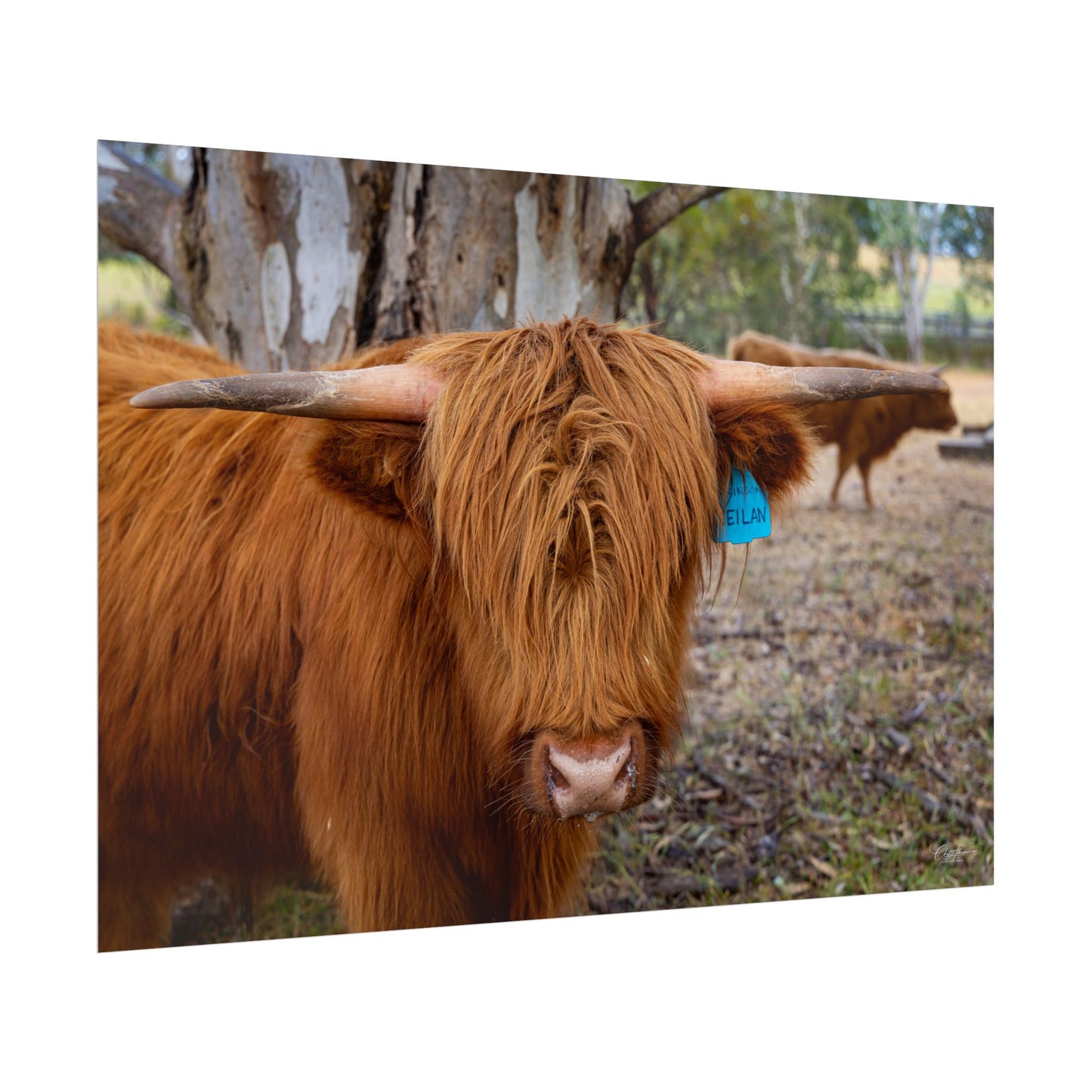 Rolled Posters - Scottish Highland Cattle