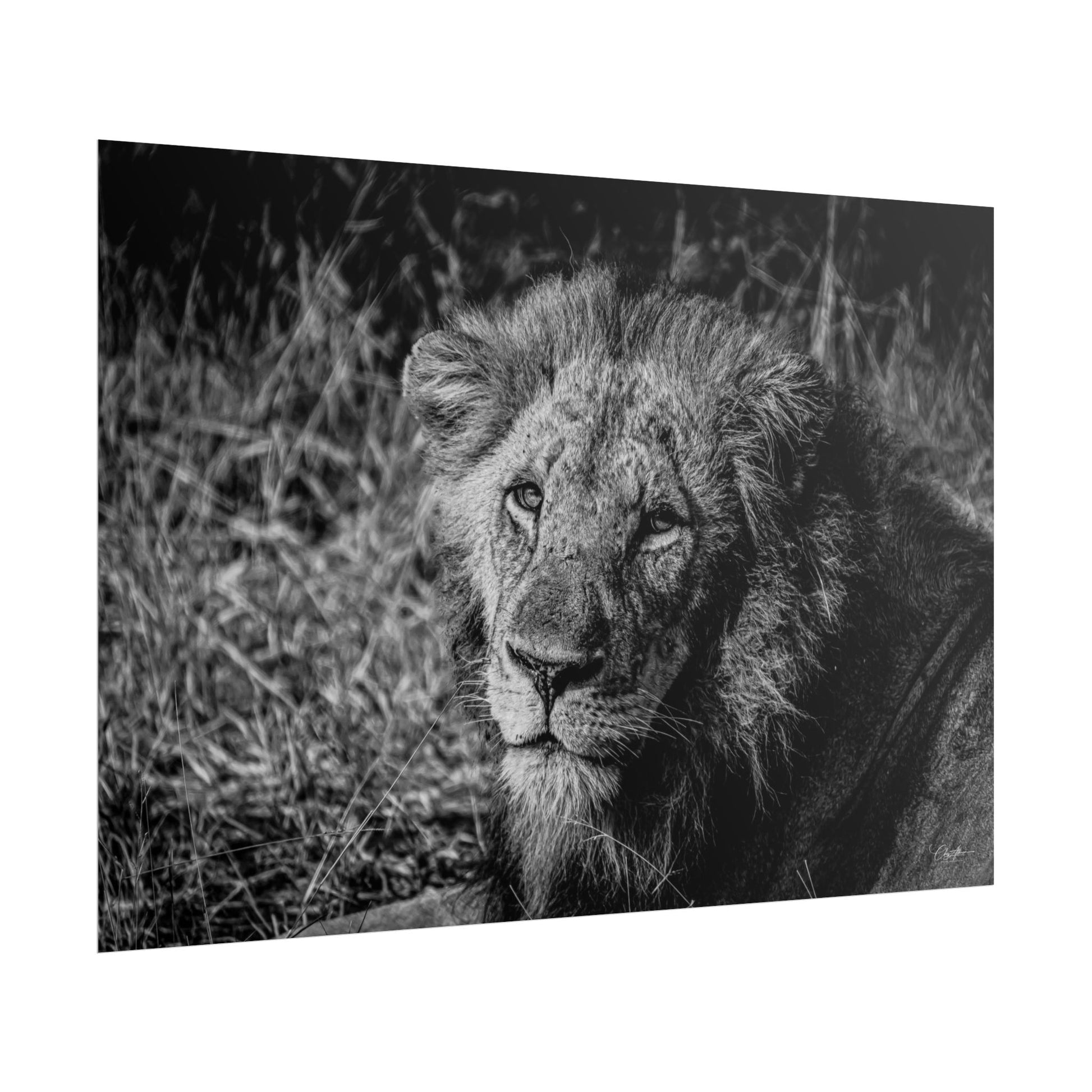 Rolled Posters - Old Lion B&W