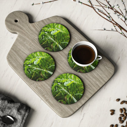 Fiji Vine Coasters