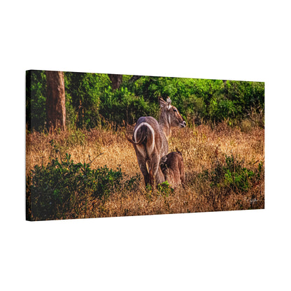 Waterbuck Nature Prints Matte Canvas 30" x 15" (Horizontal) 1.25"