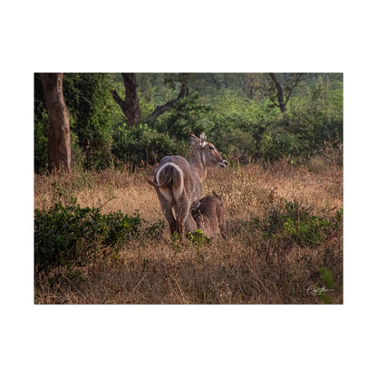 Rolled Posters - Waterbuck and Baby