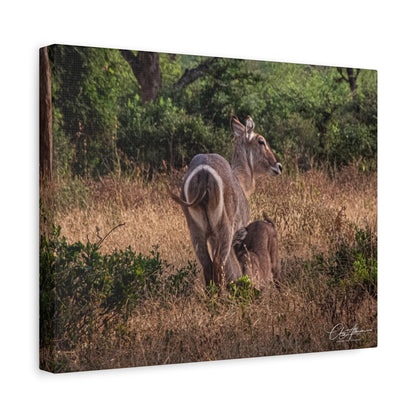 Matte Canvas, Stretched, 1.25" - Waterbuck and Baby