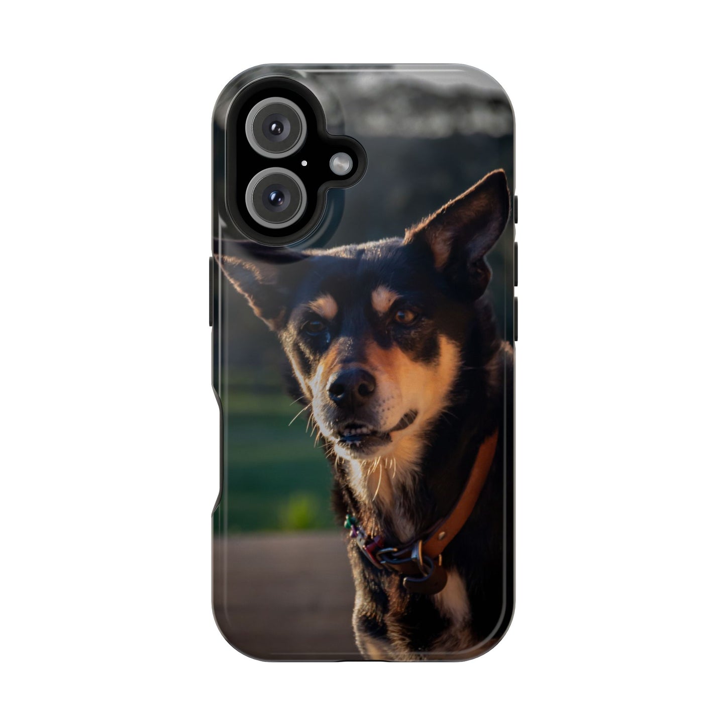 Magsafe® Compatible Tough Cases - Saba The Kelpie iPhone 16 Glossy