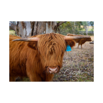 Rolled Posters - Scottish Highland Cattle