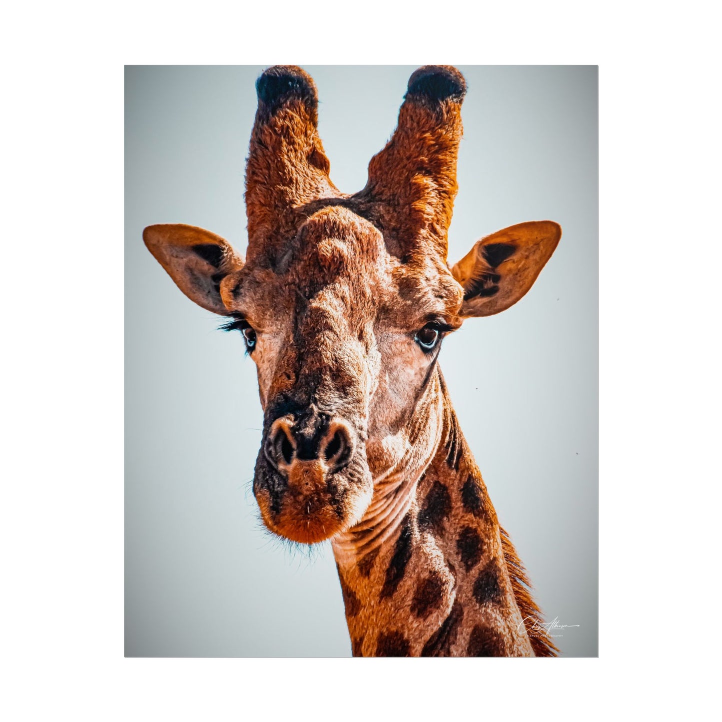 Portrait of Giraffe Poster 16" x 20" (Vertical) Matte