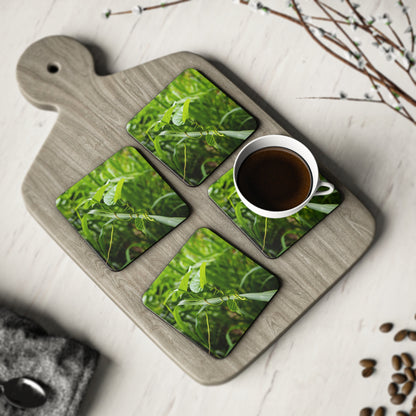 Fiji Vine Coasters