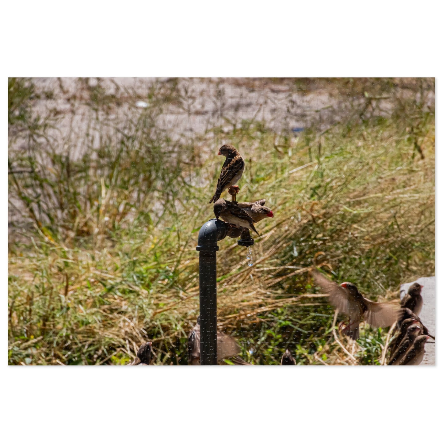 Jigsaw Puzzle (30, 110, 252, 500, 1000 Piece) - Birds at A Dripping Tap