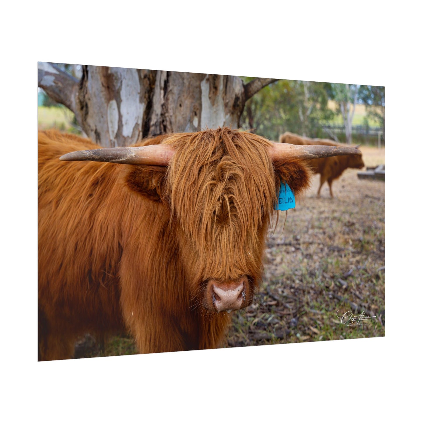 Rolled Posters - Scottish Highland Cattle