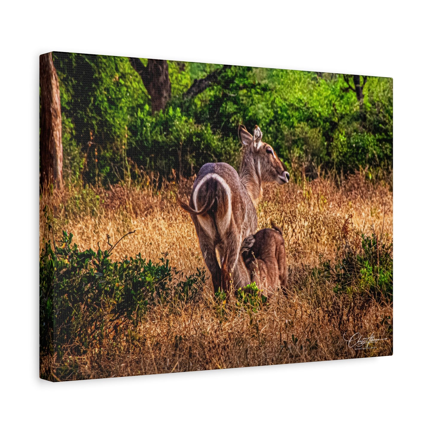 Waterbuck Nature Prints Matte Canvas