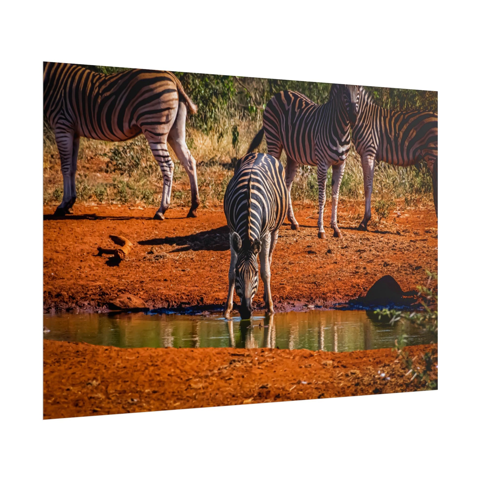 Rolled Posters - Zebra at Waterhole