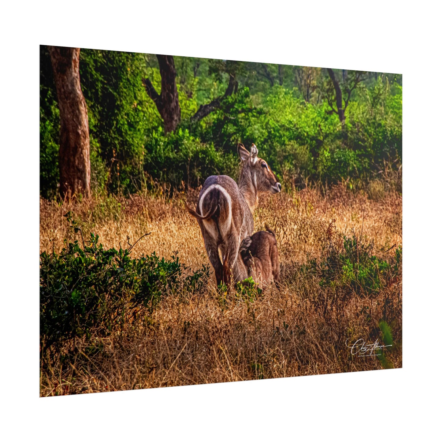 Rolled Posters - Waterbuck and Baby