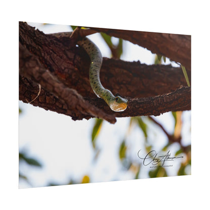 Rolled Posters - Spotted Bush Snake