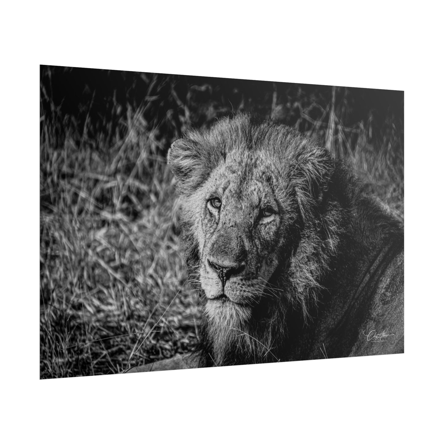 Rolled Posters - Old Lion B&W