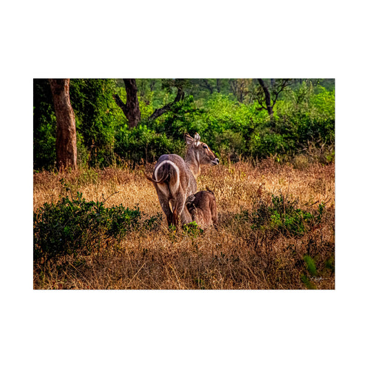 Rolled Posters - Waterbuck and Baby 40" x 28" (Horizontal) Semi Glossy