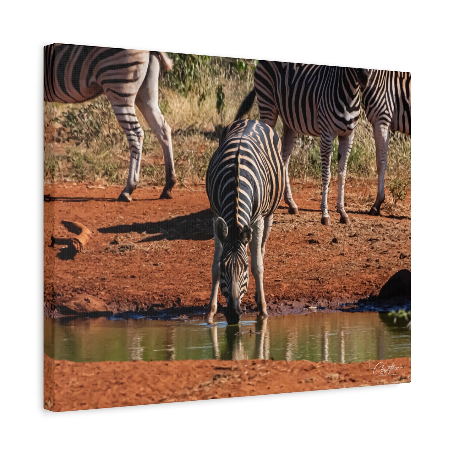 Matte Canvas, Stretched, 1.25" - Zebra at Waterhole