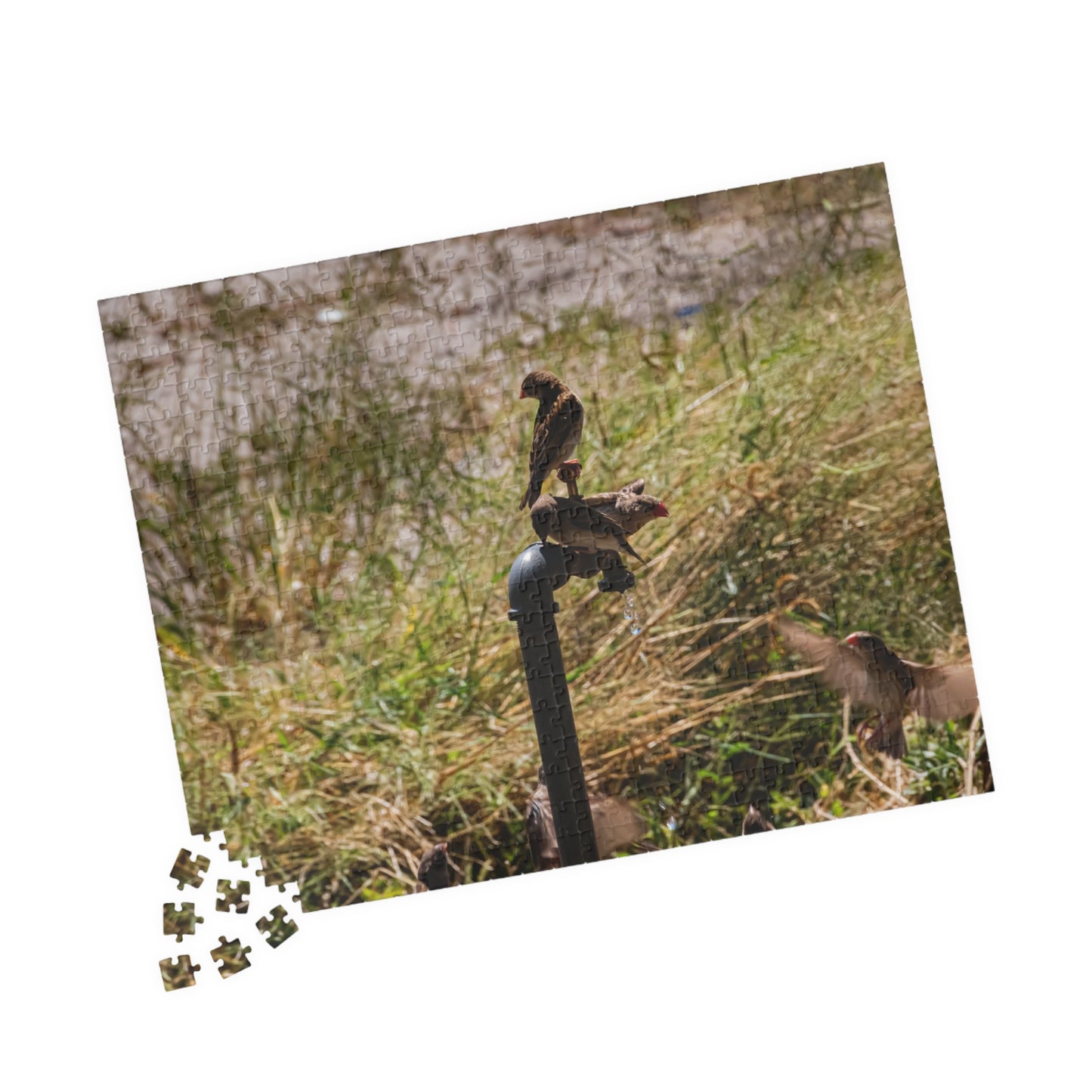 African Birds Jigsaw Puzzle