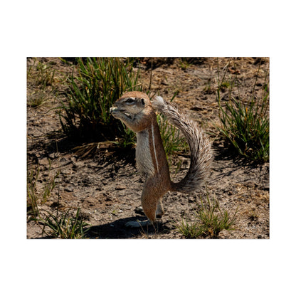 Rolled Posters - Ground Squirrel