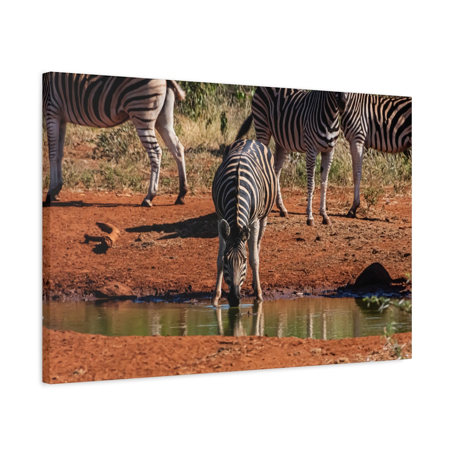 Matte Canvas, Stretched, 1.25" - Zebra at Waterhole