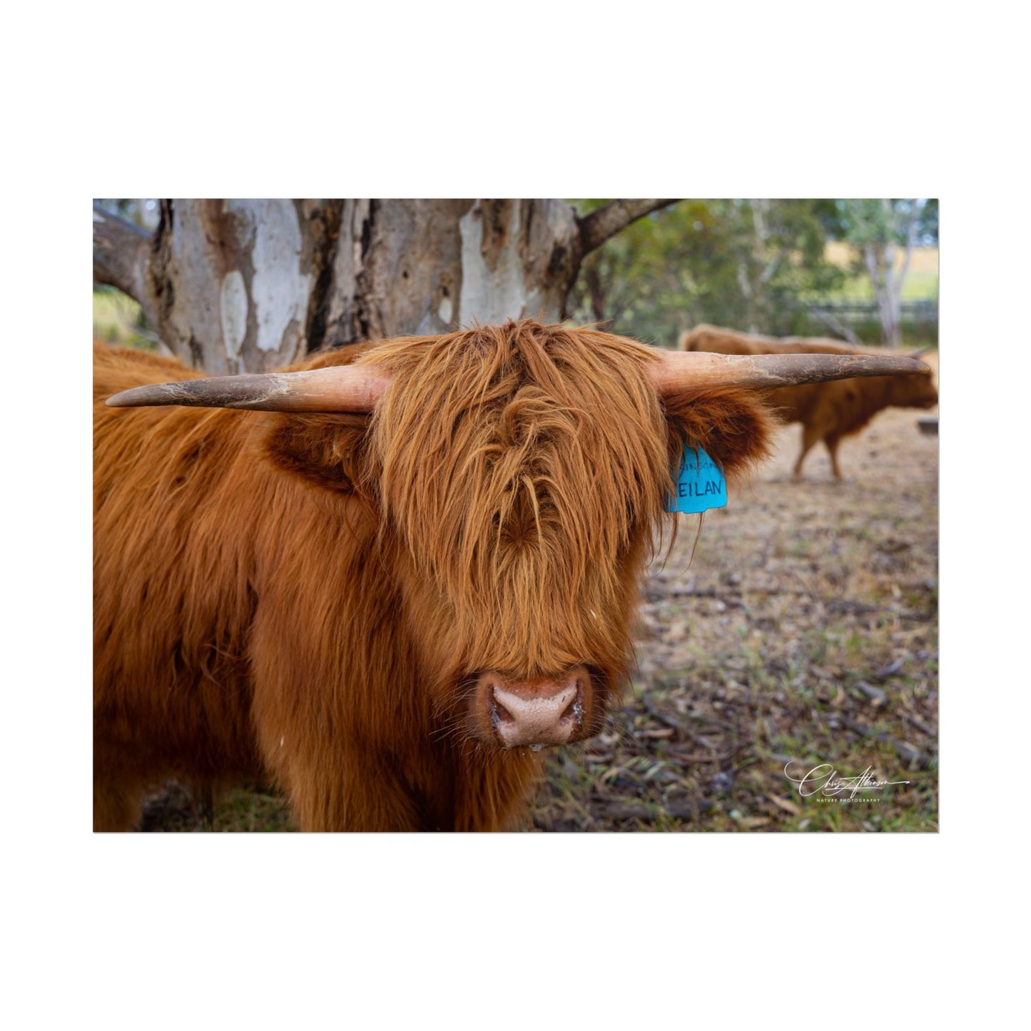 Rolled Posters - Scottish Highland Cattle