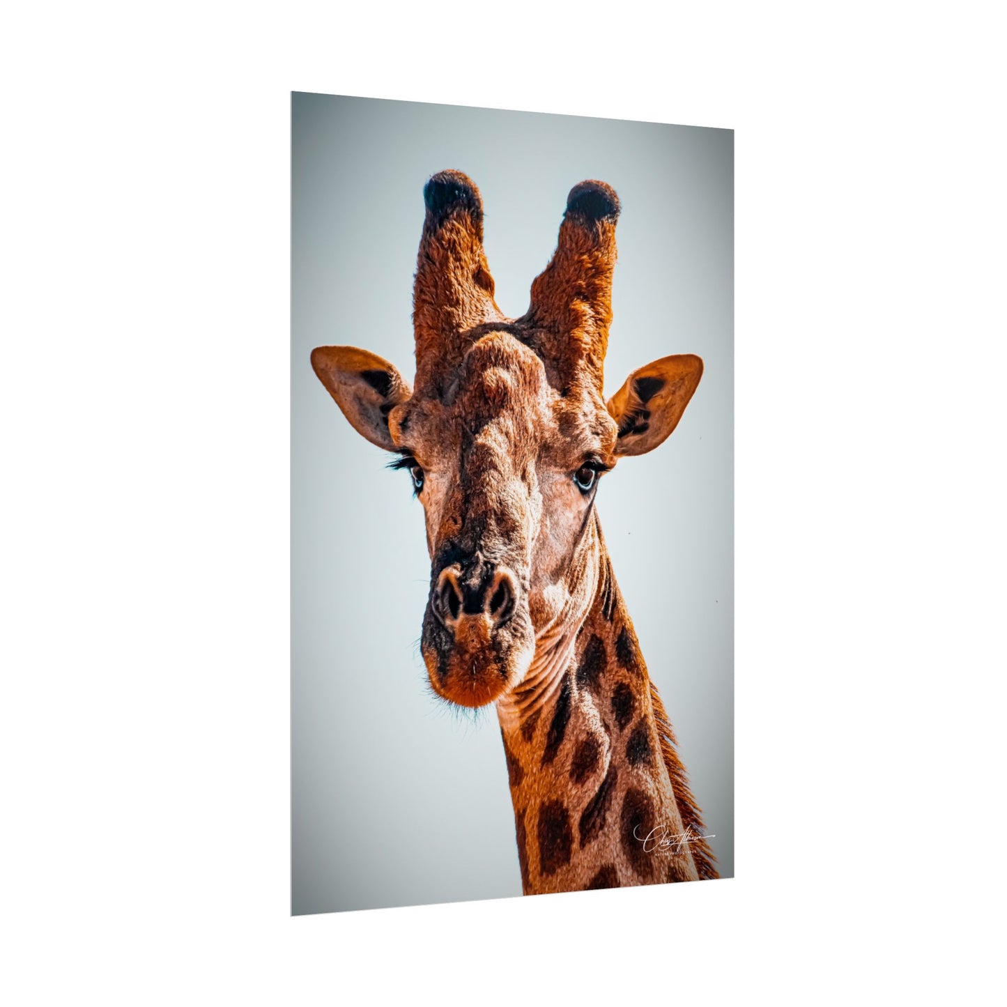 Portrait of Giraffe Poster