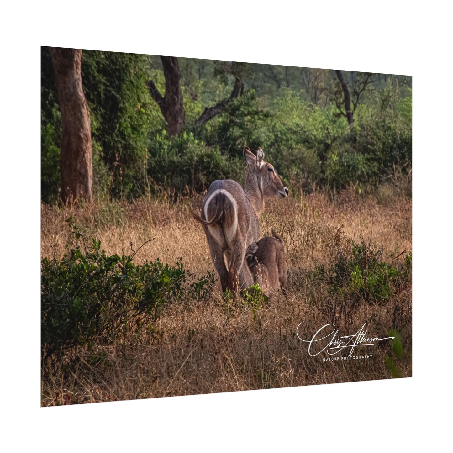 Rolled Posters - Waterbuck and Baby