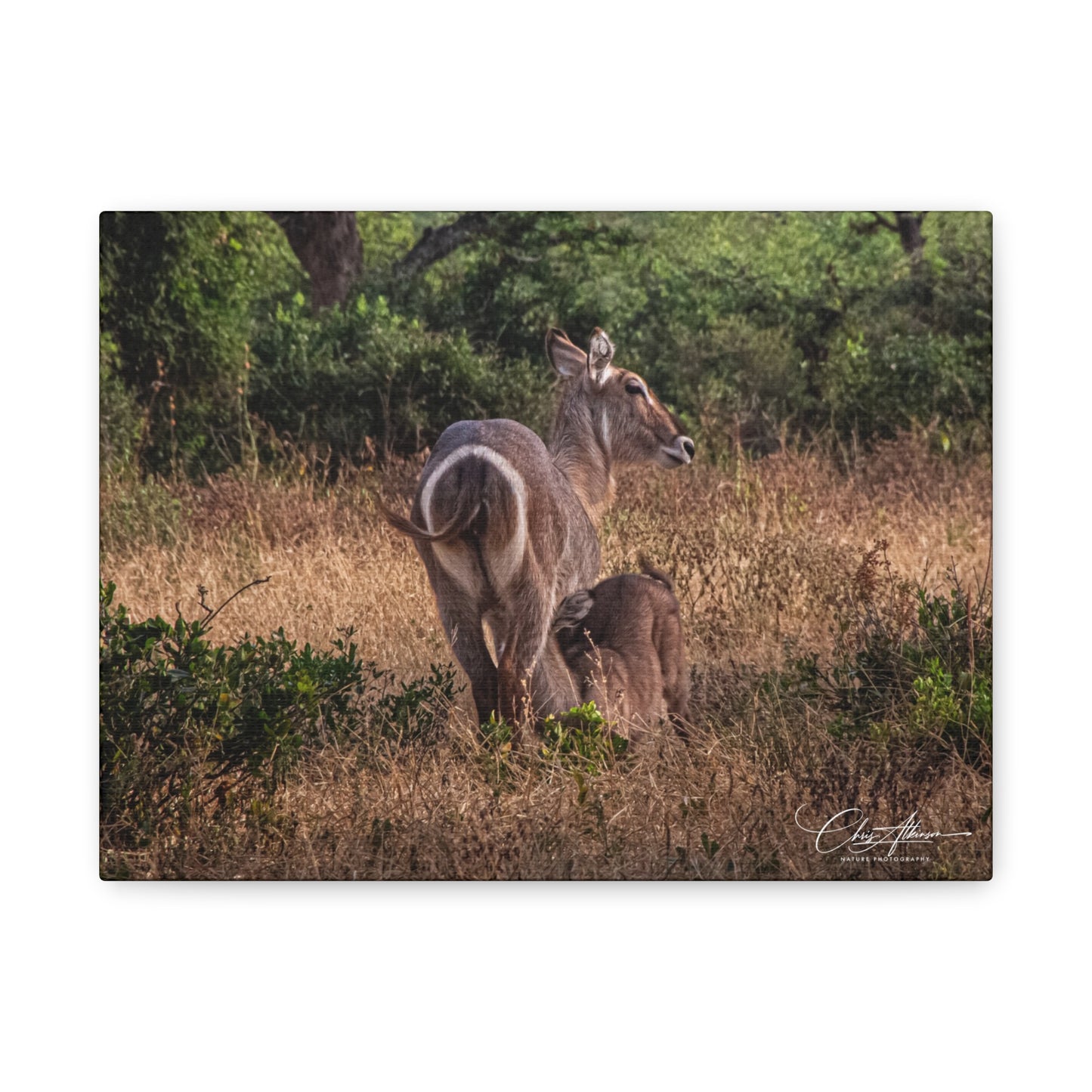 Matte Canvas, Stretched, 1.25" - Waterbuck and Baby