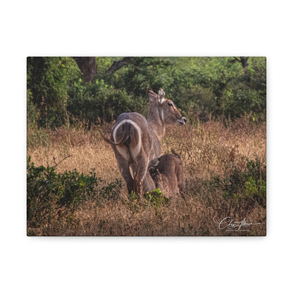 Matte Canvas, Stretched, 1.25" - Waterbuck and Baby