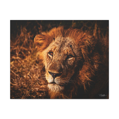 Old Lion Canvas Print 30" x 24" (Horizontal) 1.25"