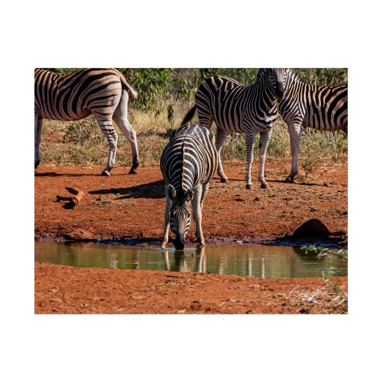 Rolled Posters - Zebra at Waterhole