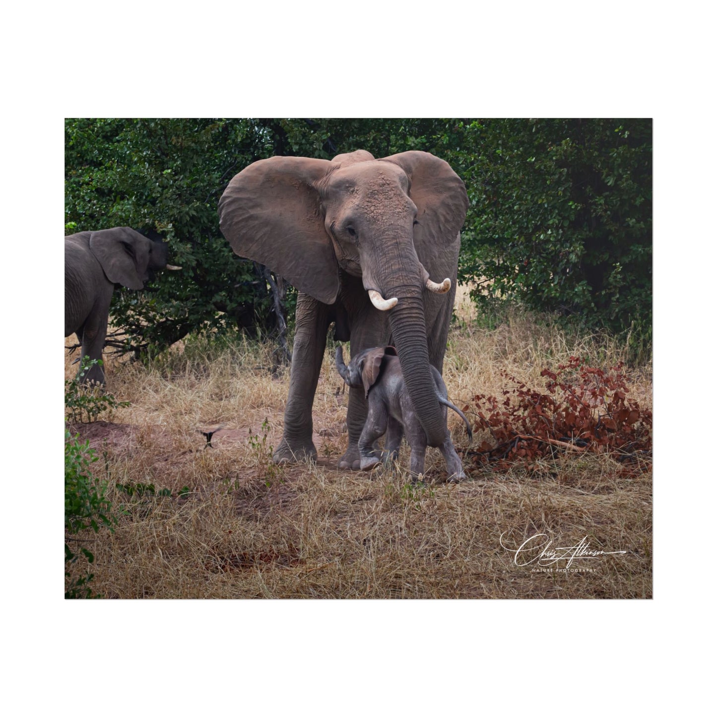 Rolled Posters - Elephant and Baby