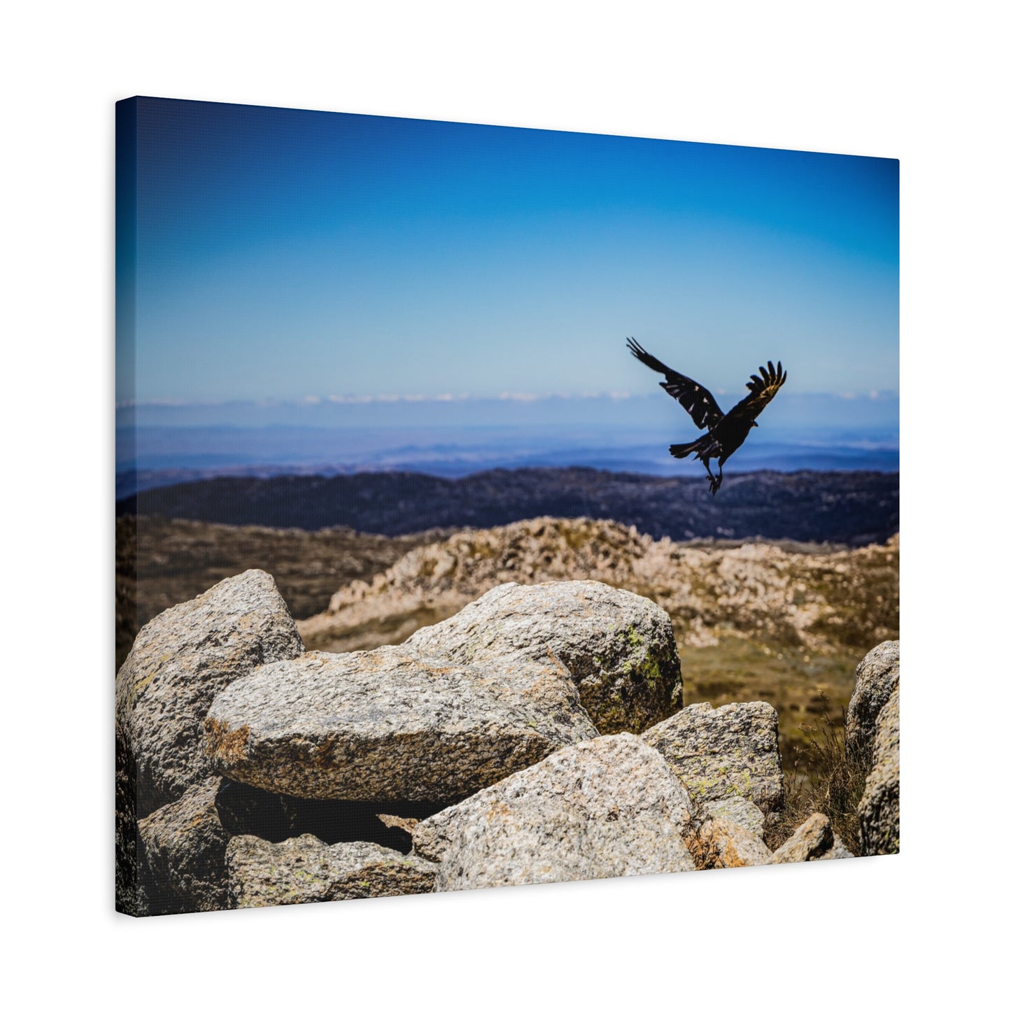 Little Raven Mt Kosciuszko Canvas Print