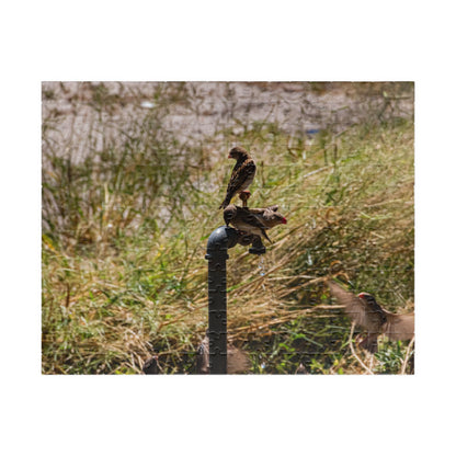 Puzzle (110, 252, 520, 1014-piece) - Birds at a Dripping Tap