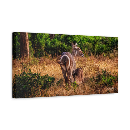 Waterbuck Nature Prints Matte Canvas