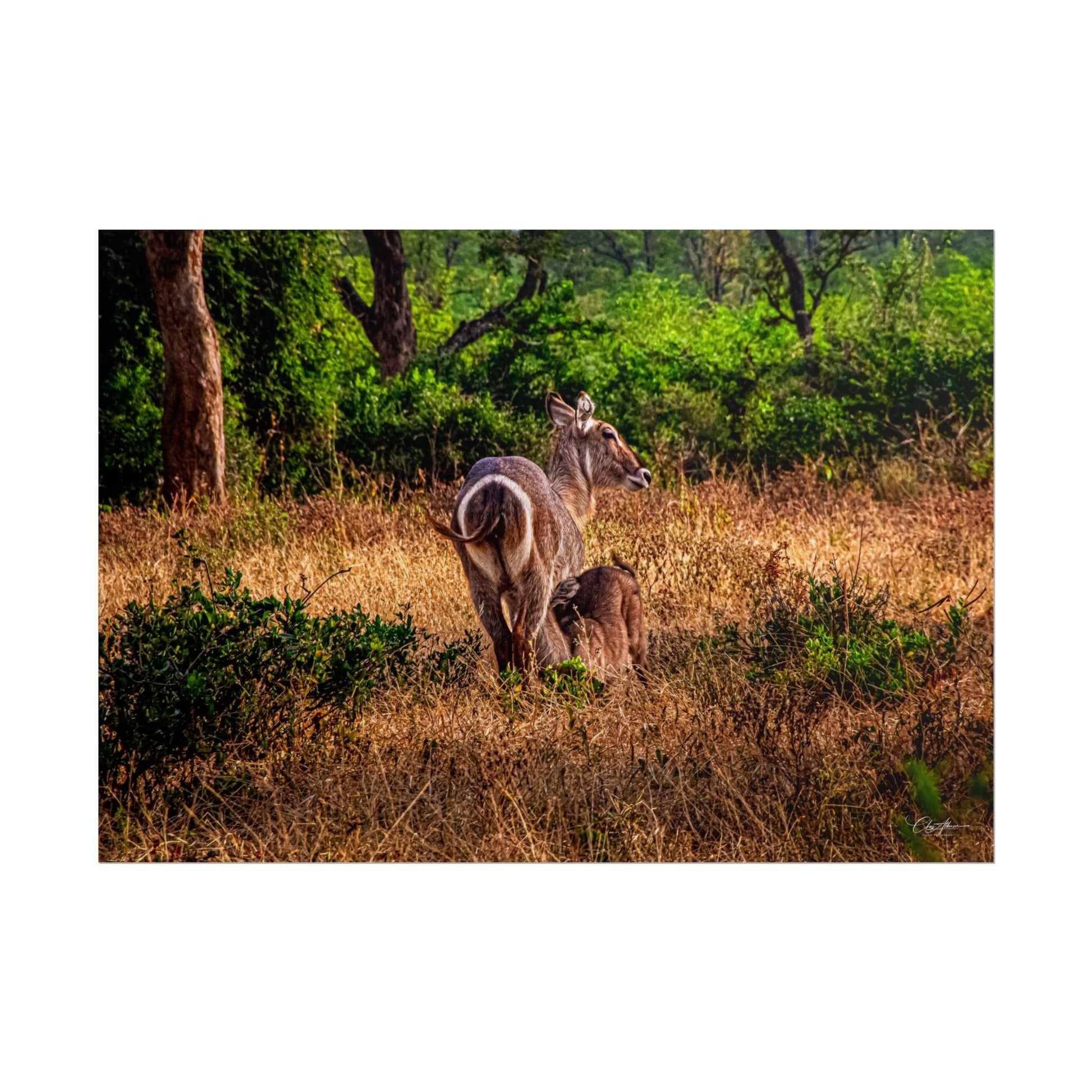 Rolled Posters - Waterbuck and Baby