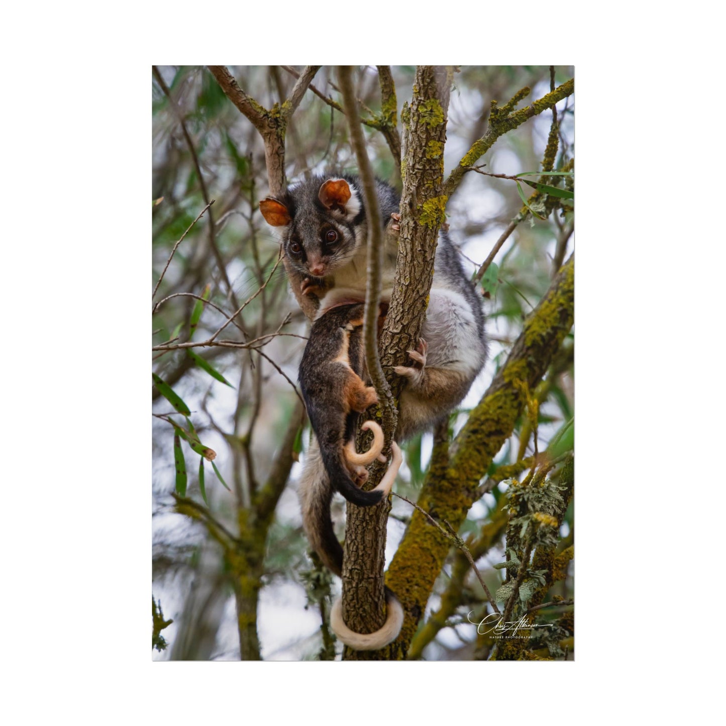 Rolled Posters - Possum and Joey