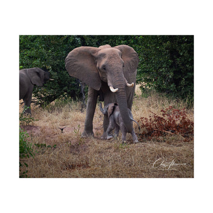 Rolled Posters - Elephant and Baby