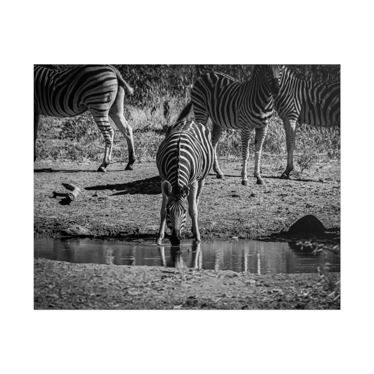 Rolled Posters - Zebra at Waterhole B&W